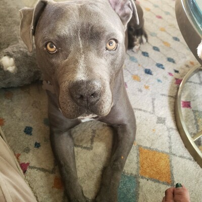 Benson the blue nose pittie looking up innocently and gravely at the camera. There is a tiny speck of chewed carrots on his forelegs. He sits on a light grey rug with colored diamonds. You can see my toes.