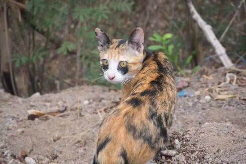Amazing feline with black fur under the eyes