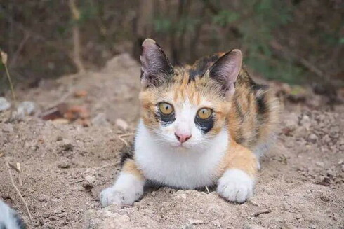 Pretty feline I don’t know the name of