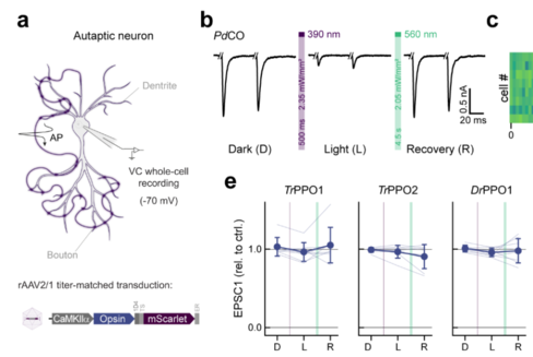 Schematic representation of an autaptic neuron recorded in the whole-cell configuration. On the right, representative EPSCs traces evoked by a pair of 1 ms
depolarizing current injections in a PdCO-expressing autaptic neuron.