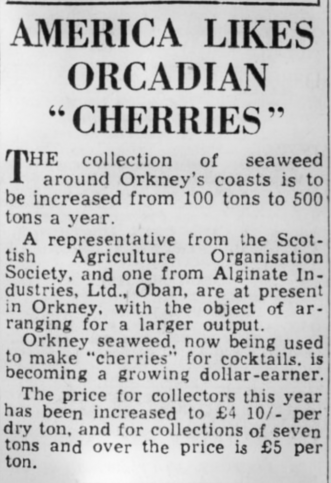 America Likes Orcadian "cherries"

The collection of seaweed around Orkney's coasts is to be increased from 100 tons yo 500 tones a year.
A representative from the Scottish Agriculture Organisation Society, and one from Alginate Industries, Ltd., Oban are at present in Orkney, with the object of arranging for a larger output.
Orkney seaweed, now being used to make "cherries" for cocktails, is becoming a growing dollar-earner.
The price for collectors this year has been increased to £4 10/- per dry ton, and for collections of seven tons and over the price is £5 per ton.