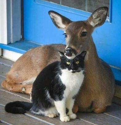 A deer resting its chin on a cat