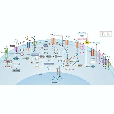 Flow diagram to show processes across the plasma membrane, within the cytosol, across the tonoplast, and in and out of the vacuole--processes by which plants coordinate the utilization of NH4 + and the alleviation of ammonium toxicity.