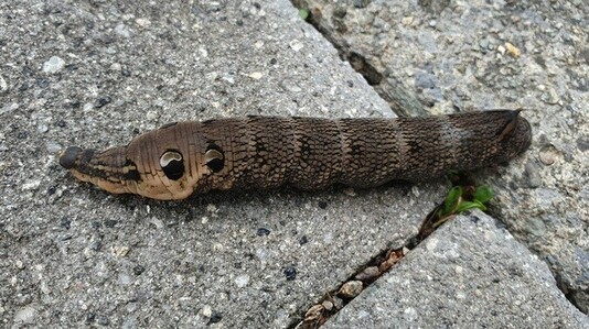 A large, thick, grey-brown caterpillar on paving stone. Its narrow head is extended on the left, with several pairs of shiny false eye-spots visible below the head. A small horn projects from the tail. The caterpillar's main body has a series of thin bands of small, irregular, square-like shapes, the overall effect being like intricate brickwork – a living, pulsing pillar!