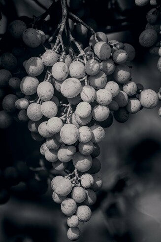Black and white shot of a bunch of grapes.