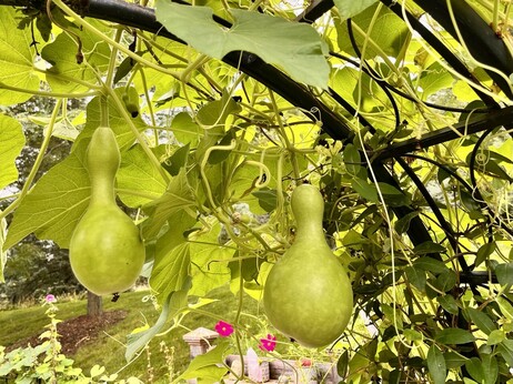 Two birdhouse gourds hanging from a metal arch covered in vines in a garden