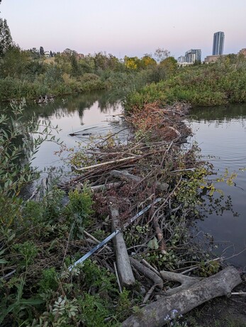Beaver dam between two ponds of water in the evening. A hockey stick with a broken paddle sits among the branches of the dam. A beaver swims through the still water next to the dam.