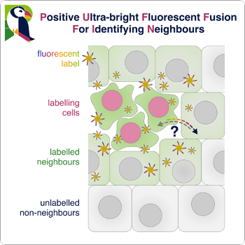 Image: a cartoon of some cells with red nuclei (‘labelling cells’) transferring sparkles to neighbouring cells (‘labelled neighbours’).  More distant cells remain unlabelled. The sparkles are annotated to state that they are fluorescent and can be different colours.  Title is “Positive Ultra-Bright Fluorescent Fusion For Identifying Neighbours” A PUFFIN log sits in the corner with his many-coloured beak