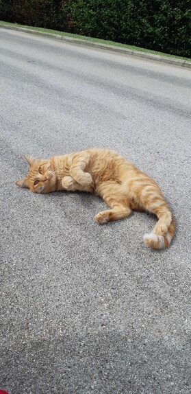 Young ginger male cat, sprawled on the parking lot. His paws were making biscuits in continuation. Too cute.