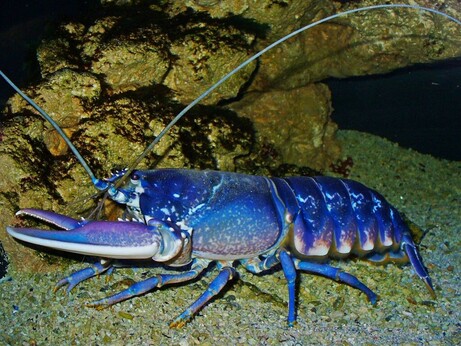 Astice europeo, di uno strano colore tendente all'azzurro con sfumature viola.