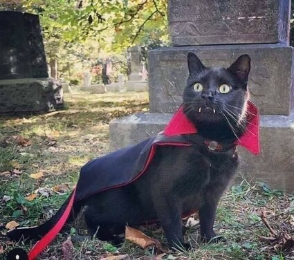 cat dressed as vampire