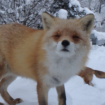 Red fox with half-closed eyes, looking very sleepy