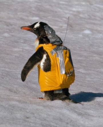 A gentoo penguin with an orange suit and a radio set. Super cool