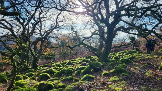 Moss-covered rocks beneath a tree, with the sun glinting off the green moss.