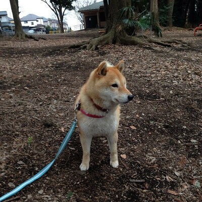 a random shiba