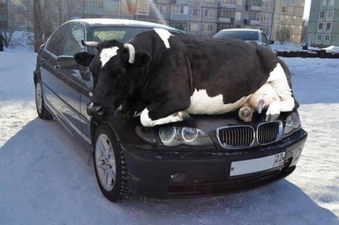 Cow sitting on hood of car