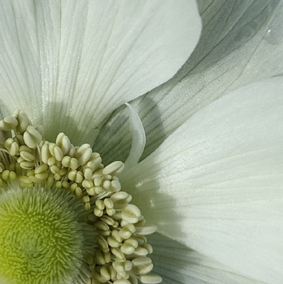 Extreme close-up of the iridescent petals and stamens of a white Anemone coronaria flower.
