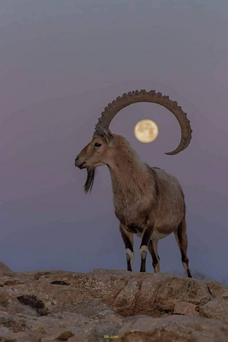 Full moon centered in the horns of an Ibex.

Not my photo.