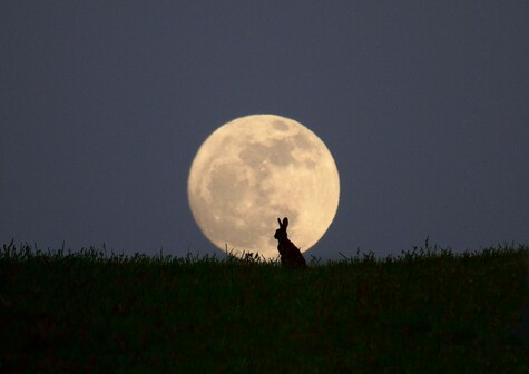 A hare silhouetted against a rising full moon. 

Not my photo.