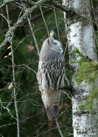 A Great Grey Owl on a Birch tree gazing up. S tiny Blue Tit perched right next to the owl's head. Finland.
