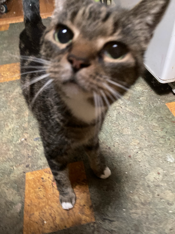 Photo of Pica taken by one her many subjects assigned to feed her in our absence. She gave them a sample of the opera. She is a small tabby with big dark eyes.