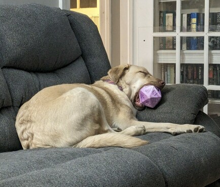 A yellow Lab-ish pup, asleep on a great couch, a large purple D20 chew toy in her jaws.