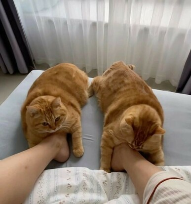 someone lying in bed with two orange cats, one lying on each foot