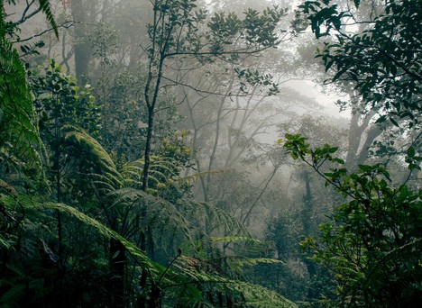 looking through mist in Borneo rainforest.