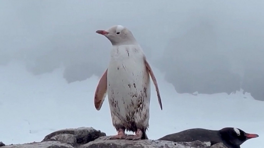 Rare white penguin filmed in Antarctica: White penguins are rare because leucism is a recessive gene, and they may be more vulnerable to predators due to being more easily seen.