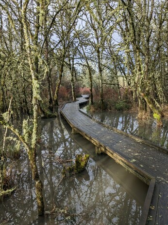 A winding boardwalk path through Jackson Frazier wetland in Corvallis, Oregon. The boardwalk stretches from the lower right to center of the picture, surrounded by water and semi submerged trees, most covered in lichen and moss.