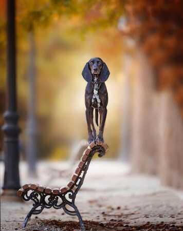 Photography. A color photo
of a large brown and white dog standing on the back of a park bench. The background is a blurred shot of a park path with orange trees and black streetlights on the left. In the center is a curved wooden bench with an iron frame and ornate design. There is some hoarfrost on the bench. The dog is wearing a collar with a white heart and is standing upright with his 4 paws on the narrow backrest of the bench, looking directly into the camera. The atmosphere is warm and friendly. The photo has not been edited with Photoshop or similar, but is a lucky snapshot taken by a professional photographer.