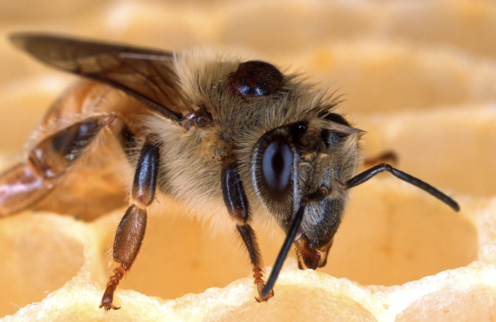 Close up of a honey bee on honeycomb. Image from Pixabay.