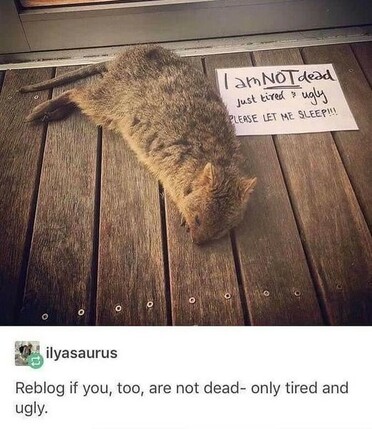 A Quokka, lying face-down on the decking of the cafe at Rottenest Island, Perth, WA.

Someone has helpfully placed a sign next to it. The sign reads, "I am NOT dead, just tired and ugly. Please let me sleep."

It should be noted that Quokkas are mostly nocturnal.