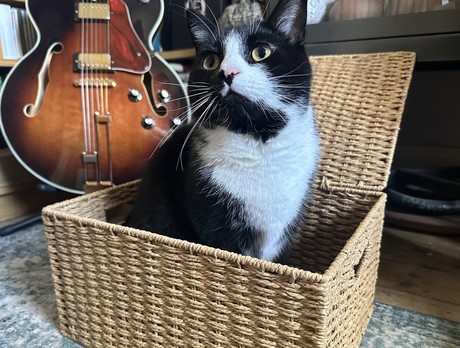 Donnie, a black and white cat, sits in a basket, gazing up at something which probably doesn’t exist in our human universe. A guitar looks on in the background.