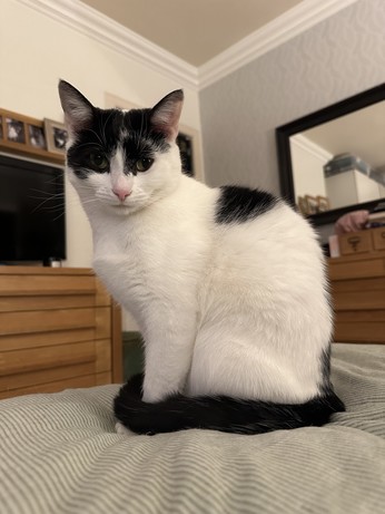 Izzy, a white cat with black patches on her face, back and tail, sits on a bed looking judgementally down at the cameraman. Her tail is curled around the side of her body and over her front paws.