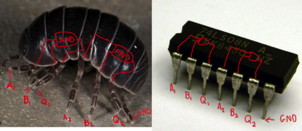 A photo of a woodlouse next to a 7408 logic gate integrated circuit package showing how similar they are. Some very silly person has labeled the location of the AND gates on the woodlouse.