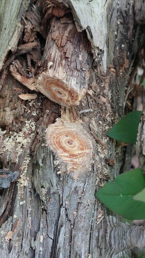Freshly sawn pine knot with reddish-gold rings of hardened resin inside. It lies on the decomposing tree trunk on the ravine floor.