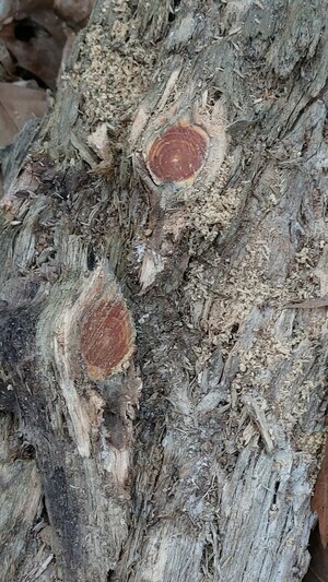 Another freshly sawn pine knot with a deeper red resin inside.