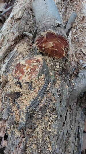 A delightfully large freshly sawn pine knot with almost burgundy resin.