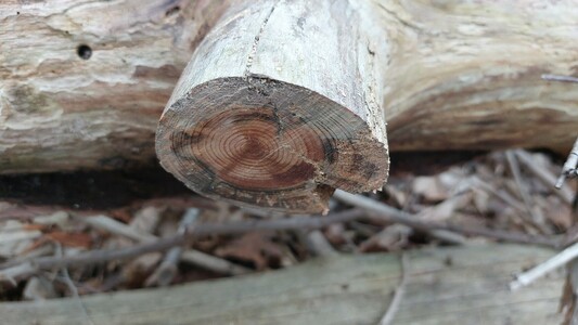 This Pine knot was sawn probably too early, as the resin is only in the centre.