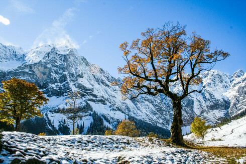 Ein Ahornbaum, an dem noch einige herbstlich gefärbte Blätter hängen. Im Hintergrund weitere Ahornbäume und Felsberge. Das Foto wurde an einem sonnigen Herbsttag aufgenommen, aber es liegt schon etwas Schnee, so dass die Szene winterlich wirkt.
