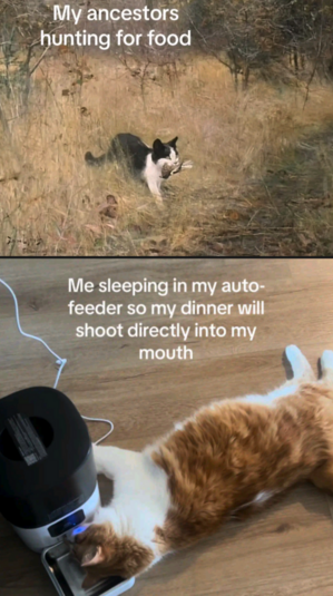 Two photo meme. 

The first is a black and white cat in brown dry grass emerging from the scrub brush holding a bird in their mouth.

"My ancestors hunting for food"

Another cat, fat orange and white, laying on the floor, face in the electric feeder.

"Me sleeping in my auto-feeder so my dinner will shoot directly into my mouth"