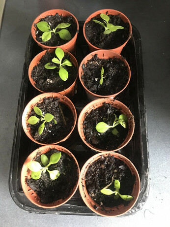 8 macetas muy pequeñas (unos 4 cm de diámetro) con plantones de madroño.