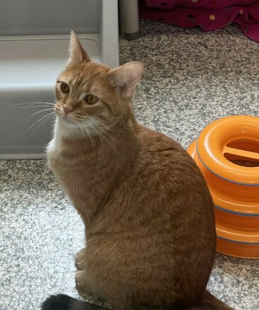 Ginger cat in profile