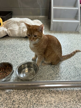 Ginger cat next to a water and food bowl.