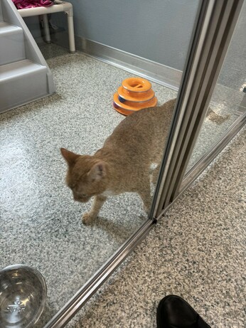 Ginger cat rubbing up against an enclosure door just being adorable.