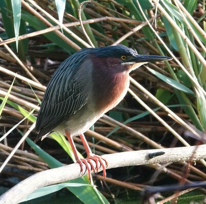 Profile view of a Green Heron, looking to the left. The bird is standing on a branch.

The bird has a dark green head, back and wings, burgundy breast, grey belly, orange legs and feed, yellow eye and black bill.

The background of the photo is phragmites and long green pointy leaves.