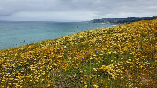 Yellow and purple flowers against an ocean shore backdrop
