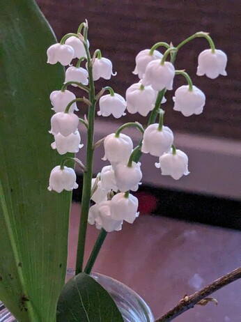 Two 8" sprigs of lily-of-the-valley from my garden. Each stem ends in a dozen tiny, pure white, downward-facing bells.