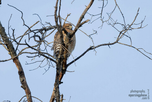 Making a reasonable attempt at hiding behind narrow branches, a brown-eyed hawk peers down from a treetop.